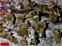 /album/galerie-photos/la-guepie-hemimorphite-8710-mod2-jpg/